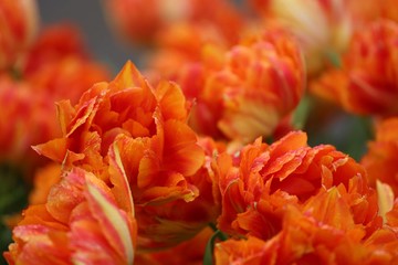 Colorful blossing flowers in Keukenhof park