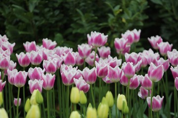 Colorful blossing flowers in Keukenhof park