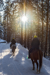 horse riding in winter in the forest