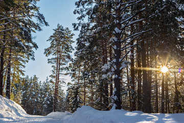 forest in winter