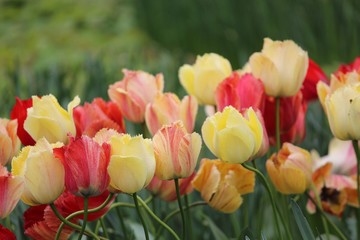 Colorful blossing flowers in Keukenhof park