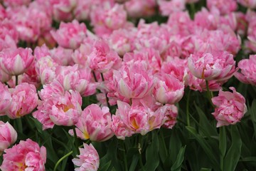 Fototapeta premium Colorful blossing flowers in Keukenhof park