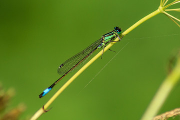 dragonfly on a leaf
