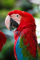 アカコンゴウインコ