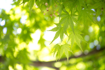 緑のモミジ　初夏イメージ
