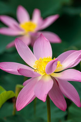 Fototapeta premium ハスの花 初夏イメージ