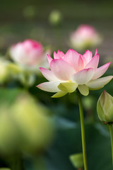 ハスの花　初夏イメージ