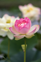 ハスの花　初夏イメージ