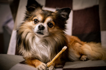 Chihuahua bastoncino