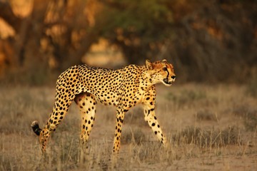 Cheetah (Acinonyx jubatus) in Kalahari desert going on sand with grass.