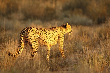 Cheetah (Acinonyx jubatus) in Kalahari desert going on sand with grass.