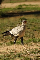 The secretarybird or secretary bird (Sagittarius serpentarius)  walking and hunting in the green grass.