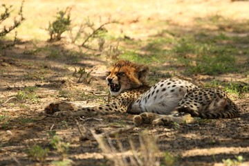 Small and cute cheetah baby fter hunt and feeding,