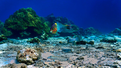 Fish as a rainbow at coral reef