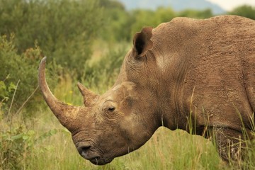 Obraz premium The white rhinoceros or square-lipped rhinoceros (Ceratotherium simum) portrait.