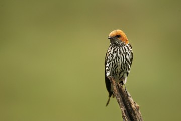 The lesser striped swallow (Cecropis abyssinica) sitting on the branch.