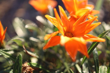 Fototapeta premium 花