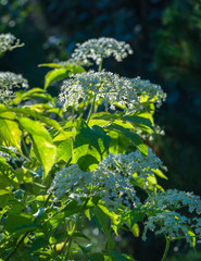 Blooming elderflower (Sambucus nigra), light from behind , flowers lend a cooling effect to the garden, focus and sharpness on one flower.