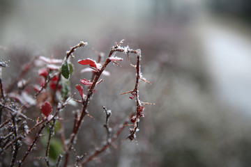 Frost, frozen nature