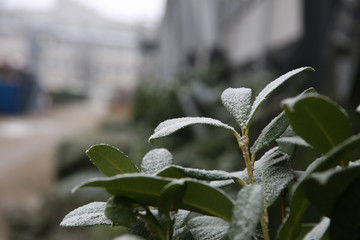 Frost, frozen nature