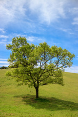 Fototapeta na wymiar 草原に立つ一本の木
