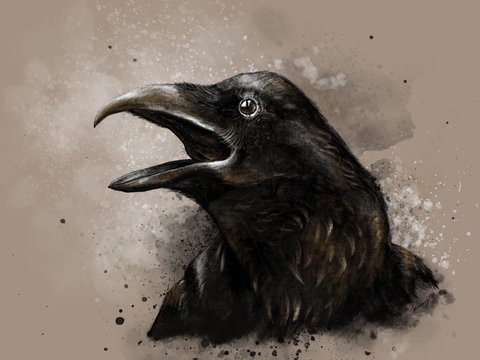 black portrait of a crow, illustration
