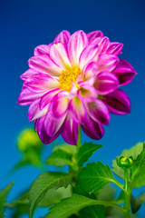 Fototapeta premium ダリアの花
