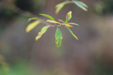 木の葉