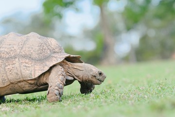 Naklejka premium Old tortoise chewing grass while walking on a large grass patch