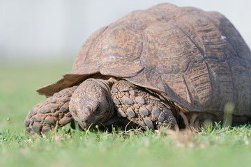 Old tortoise walking along and eating on a hot summers day