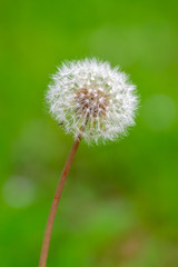 タンポポの綿毛