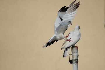 white pigeons fighting for place