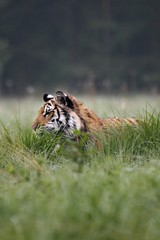 The Siberian tiger (Panthera tigris Tigris), or  Amur tiger (Panthera tigris altaica) in the grassland.
