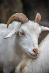 山羊のポートレート
