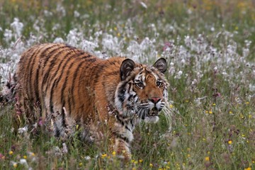 The Siberian tiger (Panthera tigris Tigris), or  Amur tiger (Panthera tigris altaica) in the grassland.
