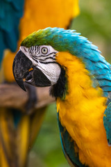 ルリコンゴウインコ