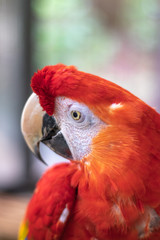 アカコンゴウインコ