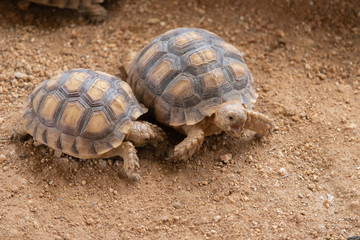 Two turtles on the ground in the zoo
