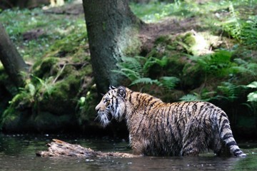 The Siberian tiger (Panthera tigris Tigris), or  Amur tiger (Panthera tigris altaica) in the forest walking in a river.