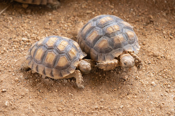 Two turtles on the ground in the zoo