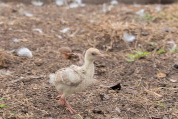 Chicks and ducks are standing and lying on the ground.