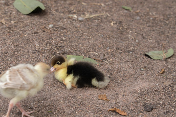 Chicks and ducks are standing and lying on the ground.