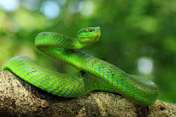 green viper snake, venomous and poisonous snake, trimeresurus albolabris
