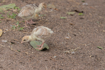 The creamy chicks are standing on the ground.