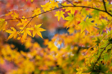 紅葉　秋イメージ