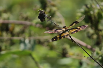 multi color dragonfly sitting