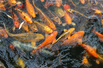 RED CARPS SWIM ON THE SURFACE OF WATER AND FOOD