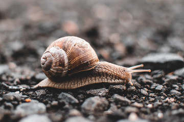 Snail from side