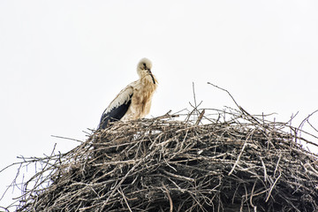 White stork (Ciconia ciconia) nesting on the roof, Hochstadt, Germany