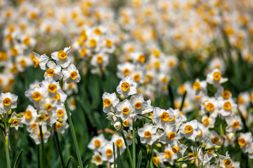 水仙の花　初春イメージ
